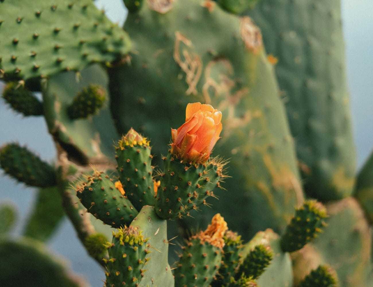 Orange cactus flower blooming among green prickly pear paddles.